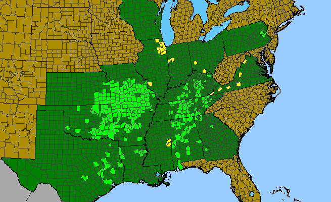 The range of Mononeuria patula